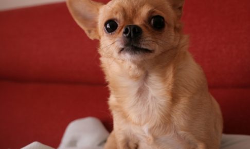 Chihuahua