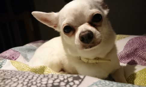 Chihuahua