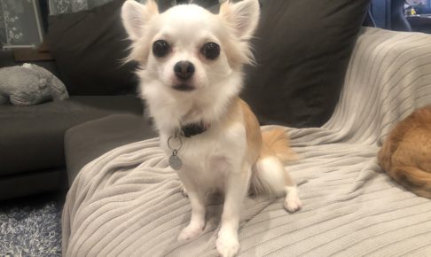 Chihuahua